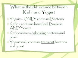 YOGURT and KEFIR (Difference and its Benefits)